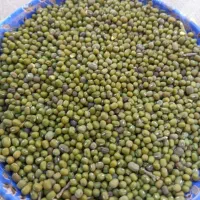 ماش عمرانی تمیز|خوردنی و آشامیدنی|باوی, |دیوار