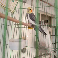 عروس هلندی