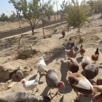 فروش بوقلمون و خروس ومرغ|حیوانات مزرعه|گلپایگان, |دیوار