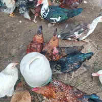 بوقلمون ،مرغ ،خروس،اردک و غاز|حیوانات مزرعه|اردبیل, |دیوار