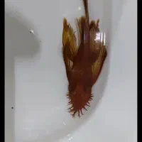 کت پوزه بوته ای سوپر رد باله بلند نر