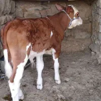 گوساله نر. 3 ماه