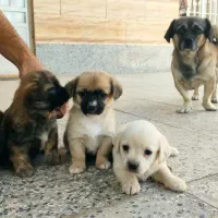 واگذاری توله سگ پاگ و شیتزو|سگ|زرند, |دیوار