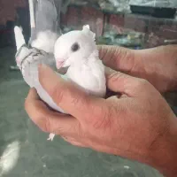 دو جفت کبوتر بلژیکی|پرنده|کرمانشاه, |دیوار