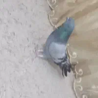 کبوتر|پرنده|مسجد سلیمان, |دیوار