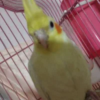 یه جفت عروس. هلندی لوتینو  سالم بدون پر ریزی|پرنده|پاکدشت, شهرک امام رضا|دیوار