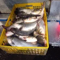 فروش ماهی زنده آدینه پاک کردن ماهی رایگان