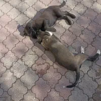 فروش تعدادی توله سگ|سگ|شبستر, |دیوار