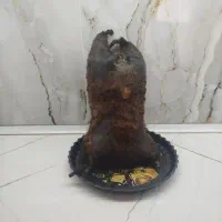 هیزه سالم و تمیز|لوازم جانبی حیوانات|کوهدشت, |دیوار