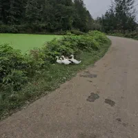 زمین جنگلی کوهستانی لاهیجان با ویو بینظیر|فروش زمین و ملک کلنگی|لاهیجان, بوجایه|دیوار