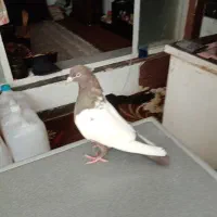 ماده سینه قهوه ای|پرنده|شیراز, دباغ خانه|دیوار