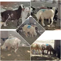 میش و بره
