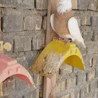 پرنده رنگی|پرنده|بندر امام خمینی, |دیوار