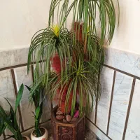 درختچه