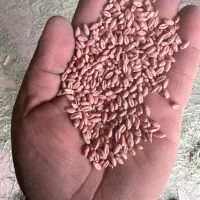 گندم بذری آدورا