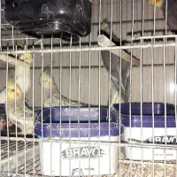 عروس هلندی|پرنده|شهریار, کهنز|دیوار