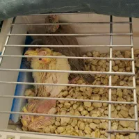 پرنده عروس هلندی|پرنده|قم, باغ کرباسی|دیوار