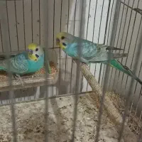 لونه پرنده|لوازم جانبی حیوانات|بوشهر, |دیوار