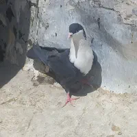 کبوتر ریش سیاه جوانه