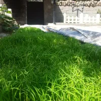 برنج ها شمی