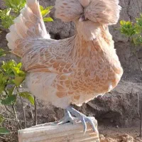 جوجه مرغ بومی