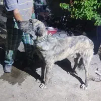 سگ سراب افغان