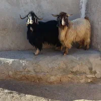 دو راس تویشتیر درجه یک تمام پروار