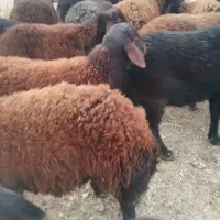 فروش قوچ نژاددار غره فزل لخت|حیوانات مزرعه|نهاوند, |دیوار