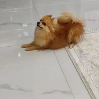 سگ پامر عروسکی ماده