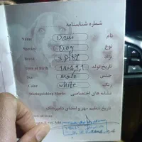 سگ پامر|سگ|یاسوج, |دیوار