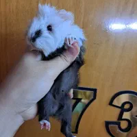 همستر خوکچه هندی|موش و خرگوش|مشهد, بهمن|دیوار