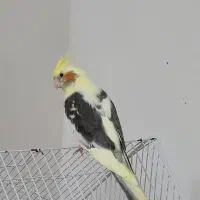 عروس هلندی دوکت