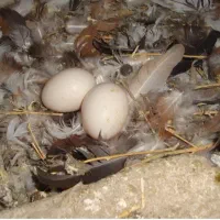 تخم بوقلمون تخم کبوتر تخم بلدرچین عمده|حیوانات مزرعه|لاهیجان, انقلاب|دیوار