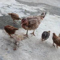 مرغ وجوجه