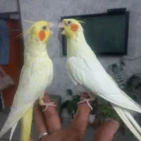 عروس هلندی خوشکل وپرحرف