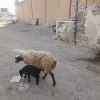 بره ی نر|حیوانات مزرعه|کوهدشت, |دیوار