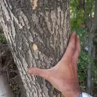 فروش ۱۴ اصله درخت زبان گنجشک