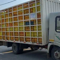 ایویکو مرغی مدل 81|خودرو سنگین|گرگان, |دیوار