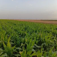 7هکتار-زمین-کشاورزی-با-اب-مناسب