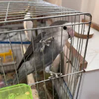 جفت طوطی بریزیلی مولد