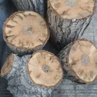 تنه درخت برای دکوراسیون