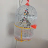 عروس|پرنده|مشهد, امیریه|دیوار