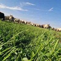 فروش قوچ جوان