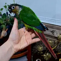 طوطی گرینچیک یلو ساید