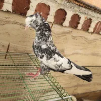 یک جفت دمبی