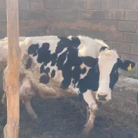 گاو با گوساله