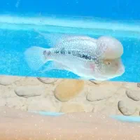 آکواریوم به همراه وسایل وماهی فلاورهورن