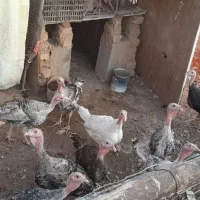 بوغلمون سالم وحوان