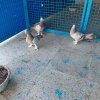 کفتر ماده سیاه بهبهونی دو کاکله|پرنده|شیراز, شهرک رضوان|دیوار