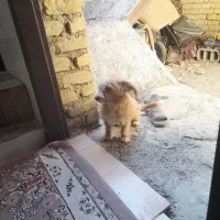 سگ پامر|سگ|فیروزآباد (فارس), |دیوار